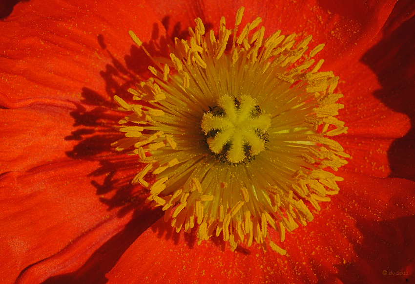 Vollmohn