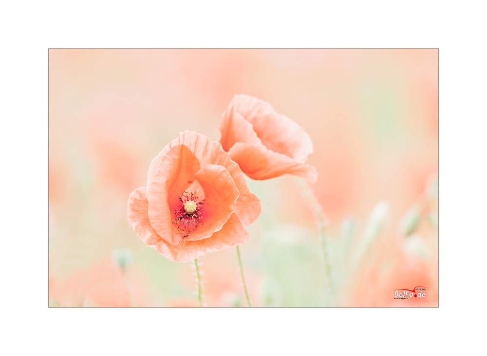 VollMohn