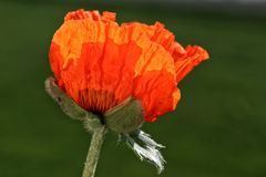 Vollmohn(d)