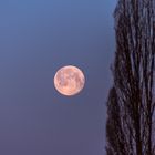 Vollmond