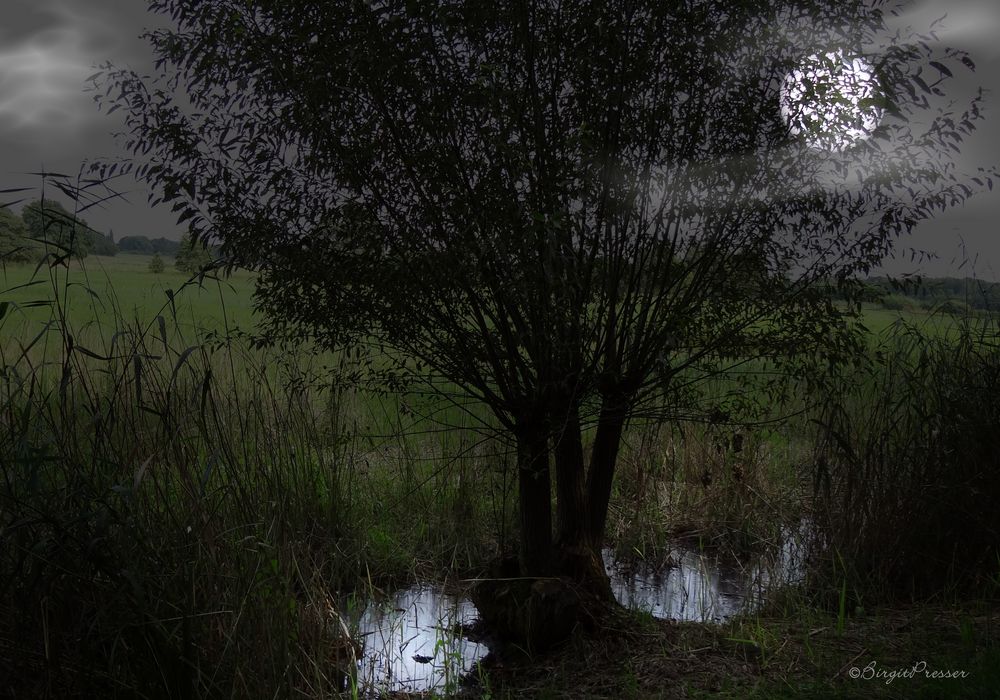 Vollmond am Froschtümpel