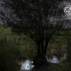 Vollmond am Froschtümpel