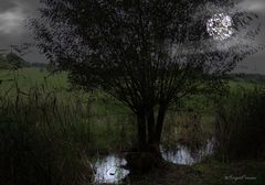 Vollmond am Froschtümpel