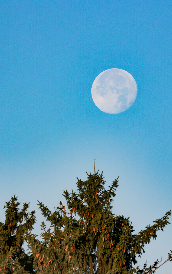 Vollmond am Morgen