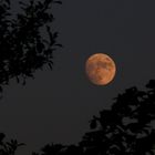 Vollmond auf Langeoog