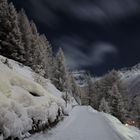 Vollmond beleuchteter Wald