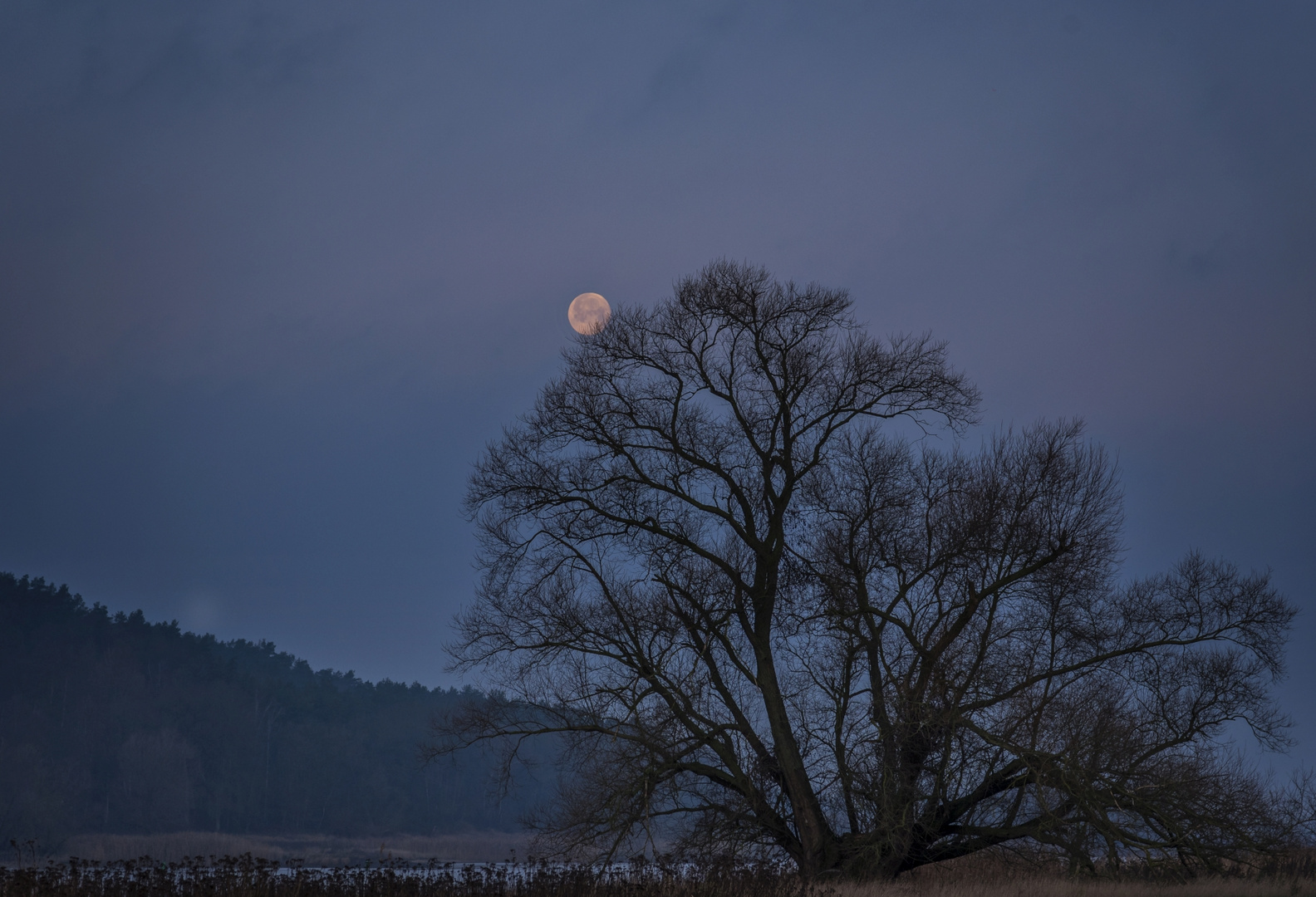 Vollmond Dezember 2019 an der Elbe