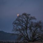 Vollmond Dezember 2019 an der Elbe