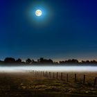 Vollmond, die Weide, der Bodennebel