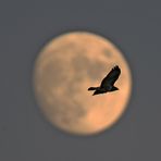 Vollmond Greifvogel -2-