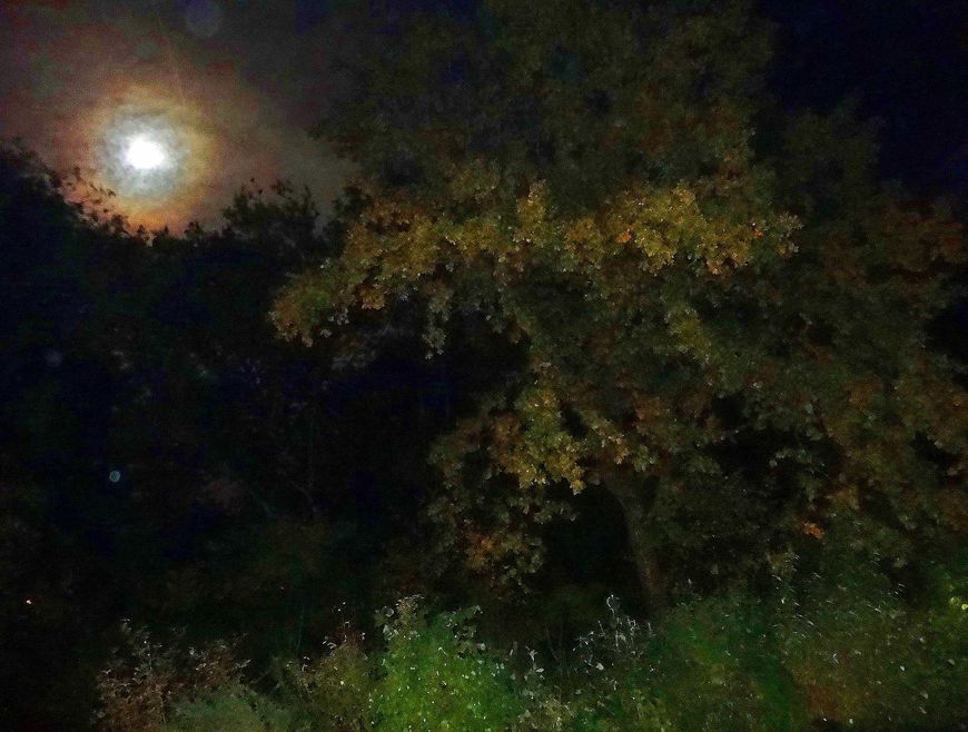 Vollmond - Herbst