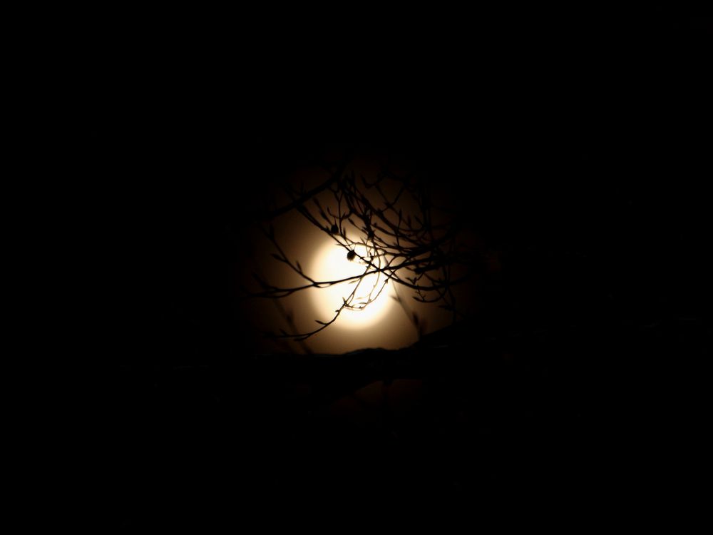 Vollmond hinter Ästen.