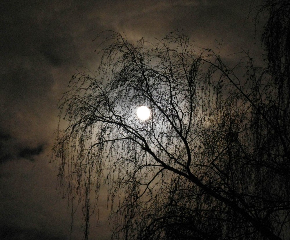 Vollmond hinter einer großen Birke