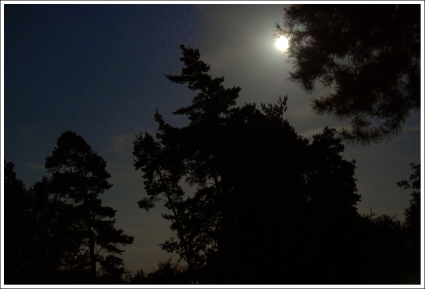 Vollmond hinter Kiefern (2)