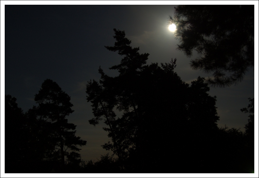 Vollmond hinter Kiefern (Meine erste Nachtaufnahme)