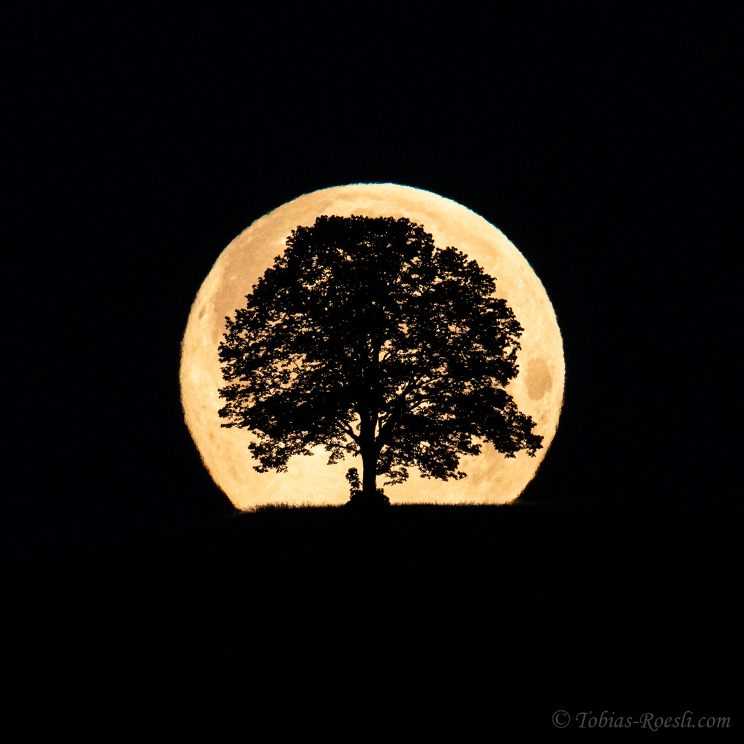 Vollmond hinter "unserem" Baum