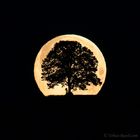 Vollmond hinter "unserem" Baum