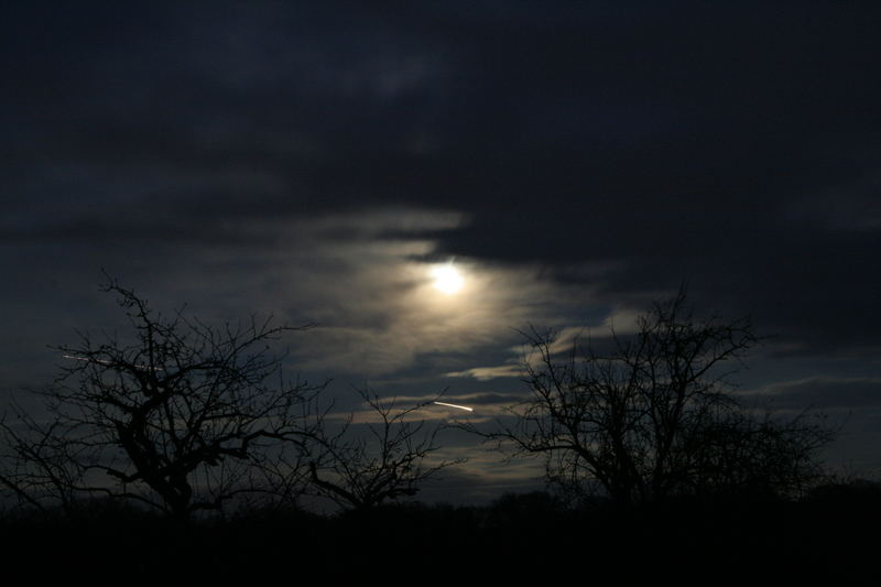 Vollmond hinterm Apfelbaum