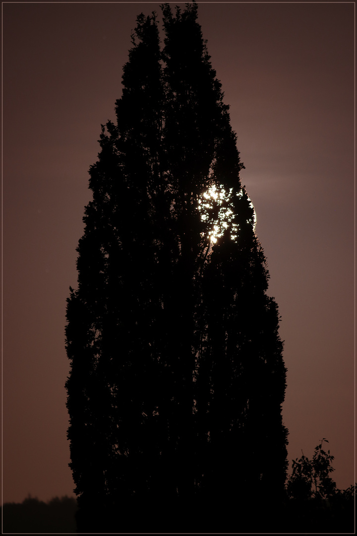 Vollmond hinter'm Nadelbaum...