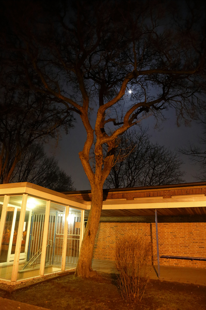 Vollmond im Baum