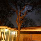 Vollmond im Baum