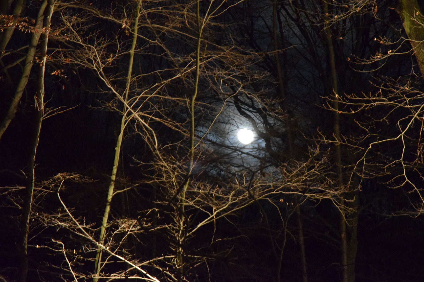 Vollmond im eisigen Wald