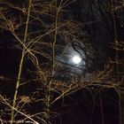 Vollmond im eisigen Wald