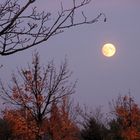 Vollmond im Herbst