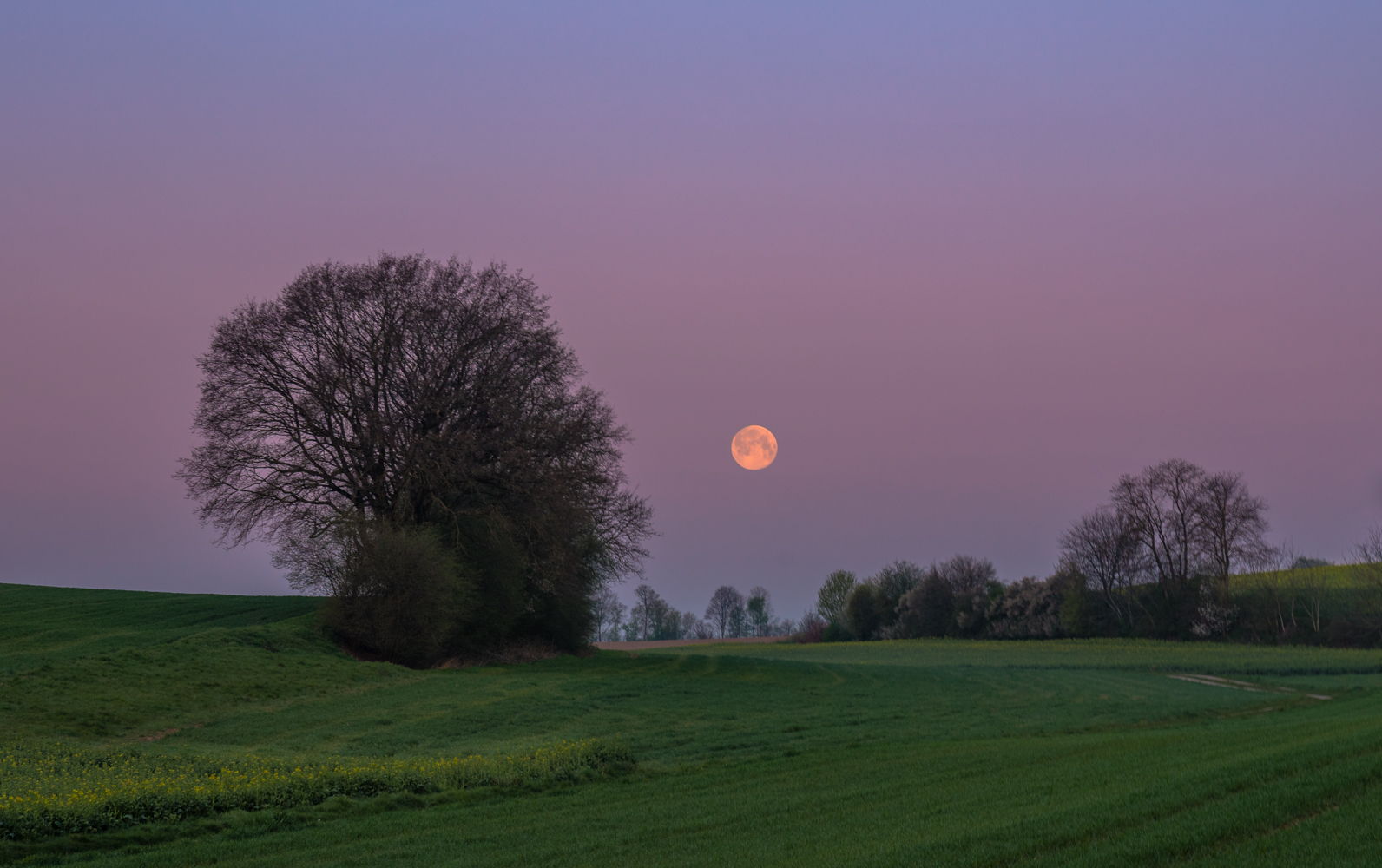  Vollmond im Morgenrot