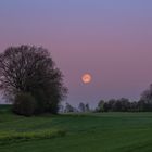  Vollmond im Morgenrot