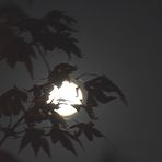 Vollmond im September 2016