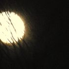 Vollmond im Wald