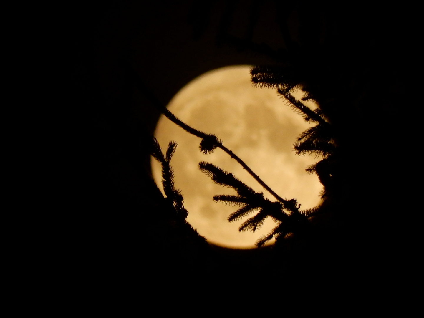 Vollmond im Westerwald