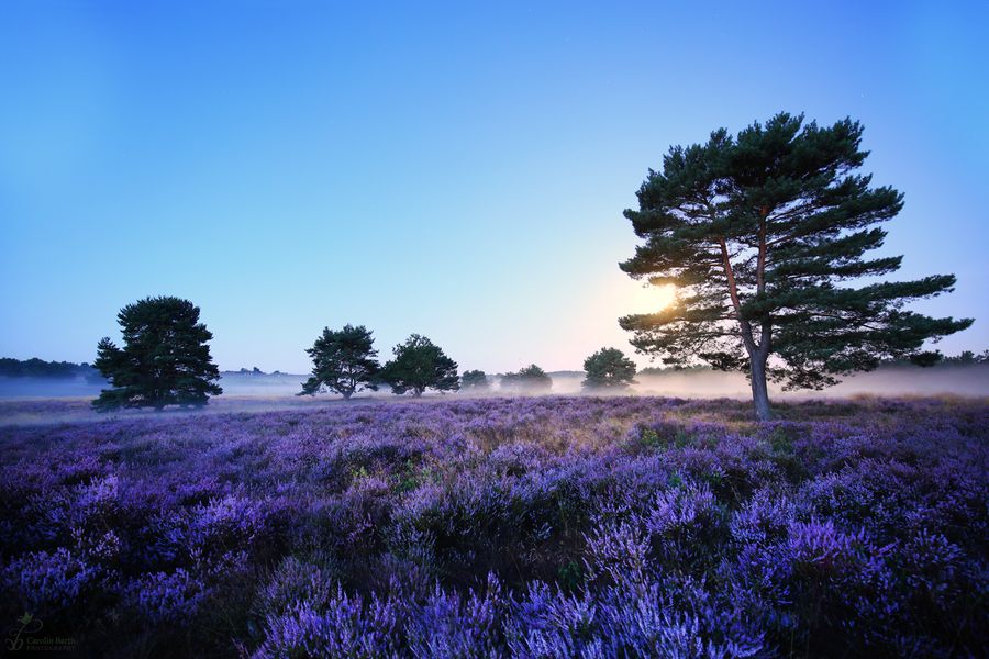 Vollmond in der Mehlinger Heide