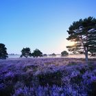 Vollmond in der Mehlinger Heide