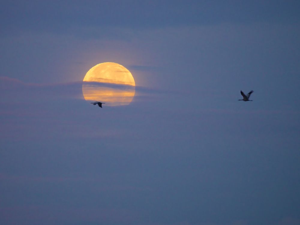 Vollmond in der Morgendämmerung (Kraniche)