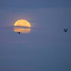 Vollmond in der Morgendämmerung (Kraniche)