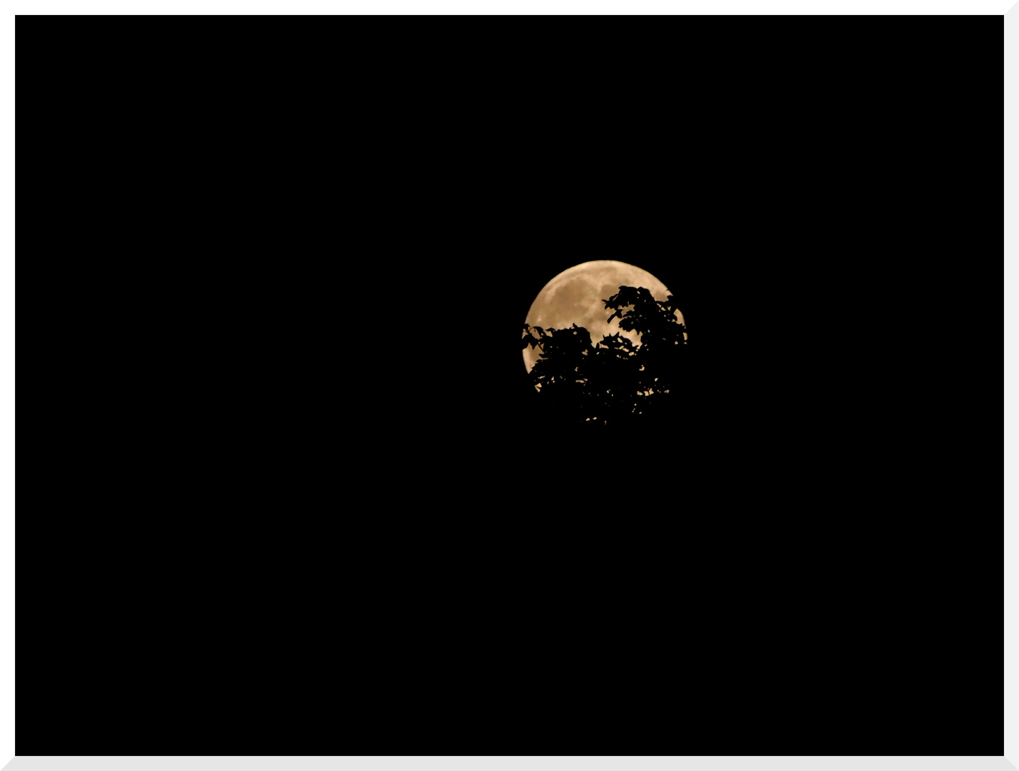 Vollmond mit Baum-Silhouette