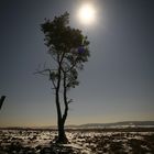 vollmond nachts im hiller moor