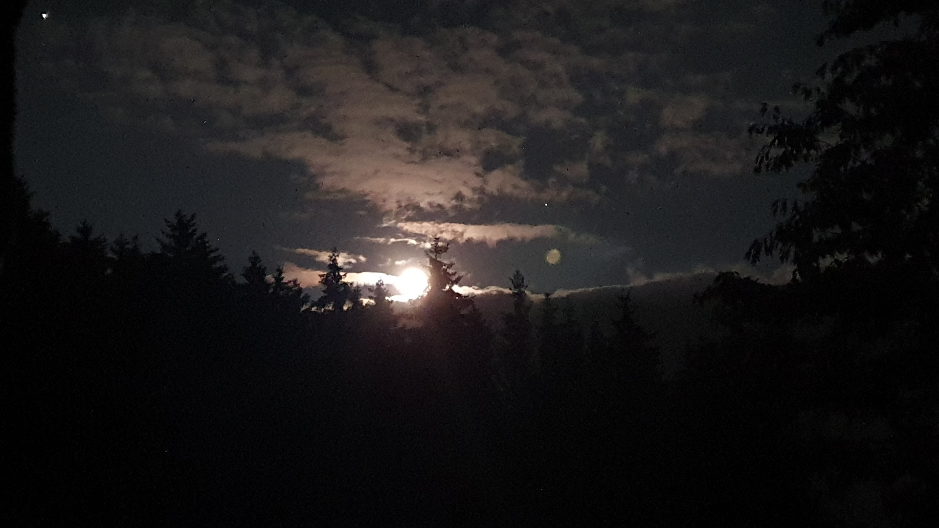 Vollmond über dem Wald