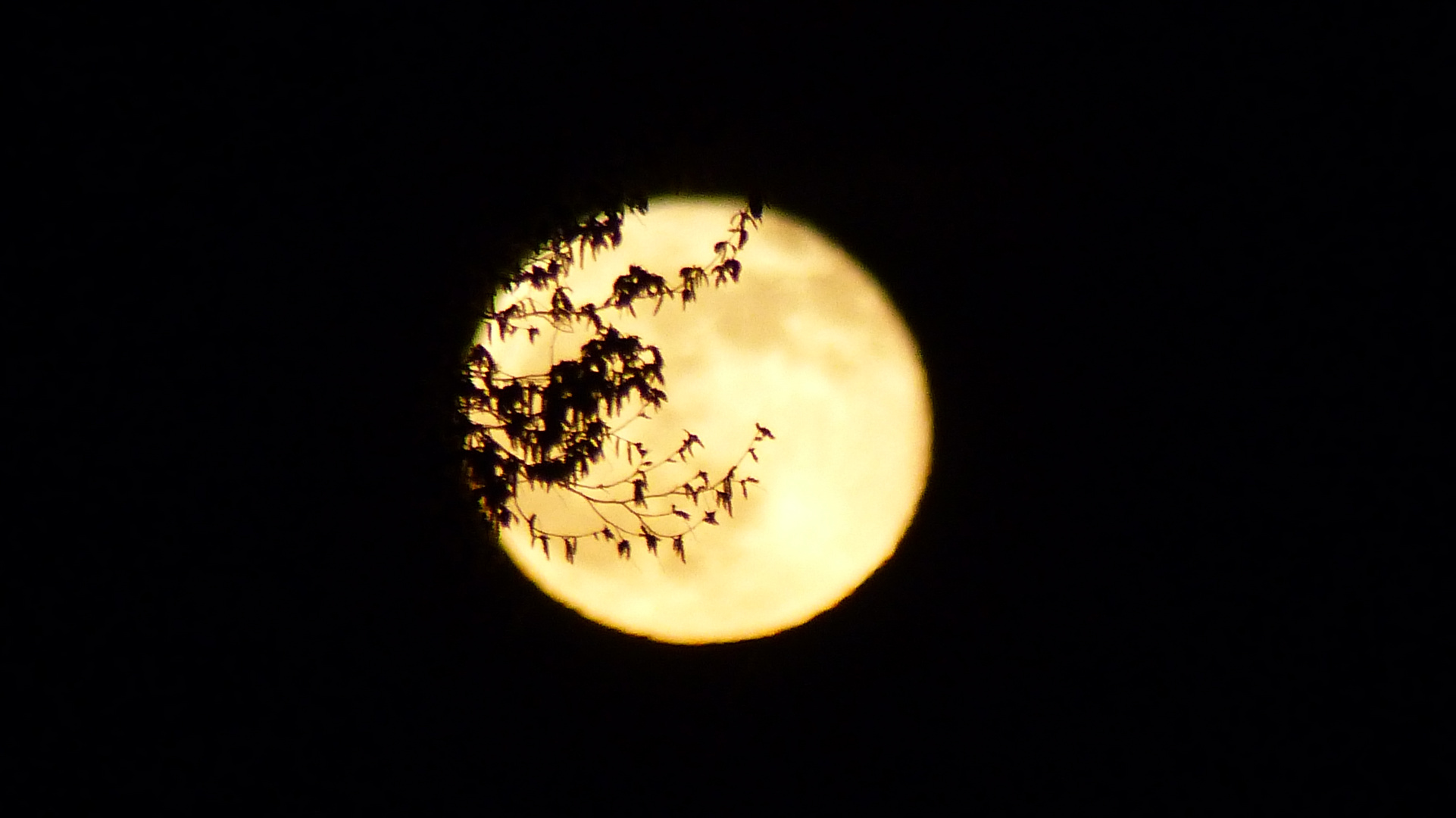 Vollmond über dem Weserbergland