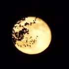 Vollmond über dem Weserbergland