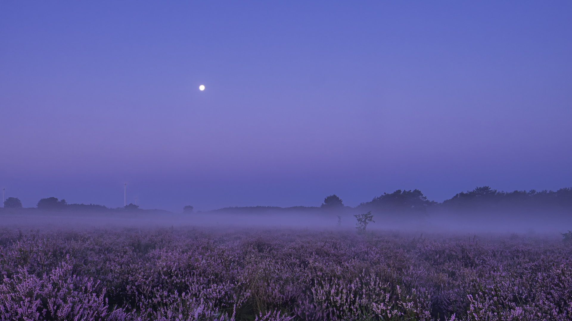 Vollmond über der Mehlinger Heide.