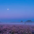 Vollmond über der Mehlinger Heide.