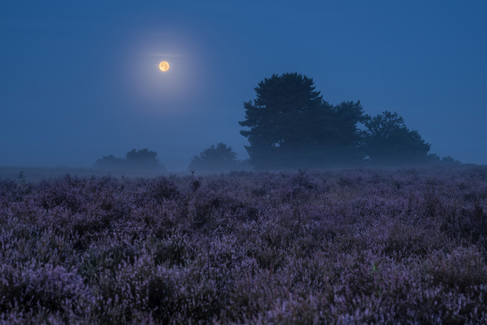 Vollmond über der Mehlinger Heide