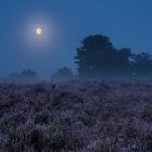 Vollmond über der Mehlinger Heide