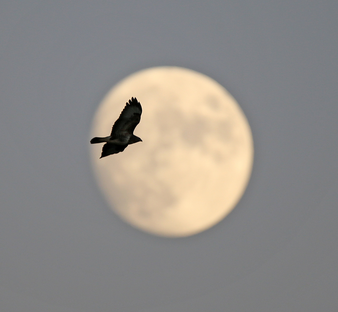 Vollmond und Greifvogel