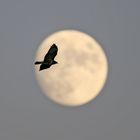 Vollmond und Greifvogel