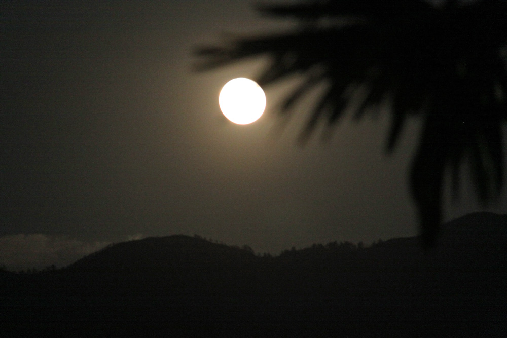 Vollmond unter Palmen