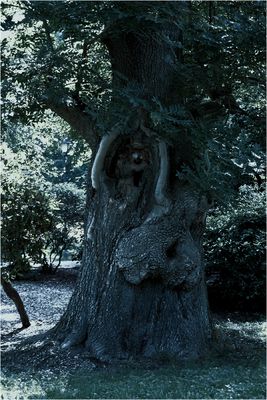 Vollmondnacht im Park